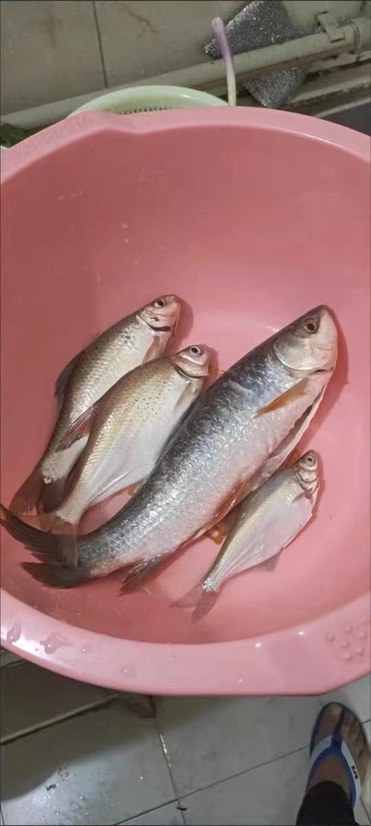 海钓黄冈鱼(黄海钓鱼鱼种)