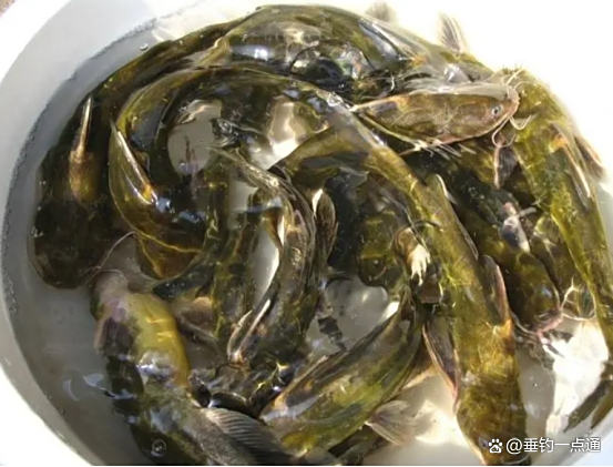 海钓黄冈鱼(黄海钓鱼鱼种)