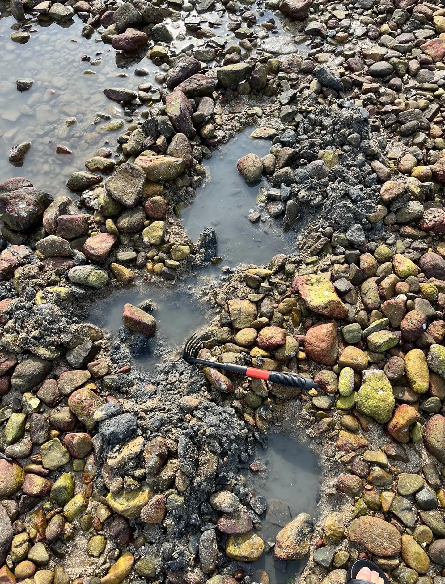 杨梅坑免费海钓地点(杨梅坑海边哪里最漂亮)