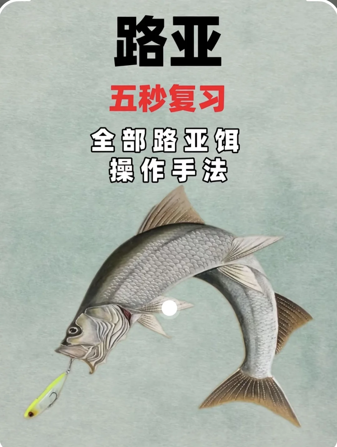 路亚长江秘籍(长江路亚鱼)
