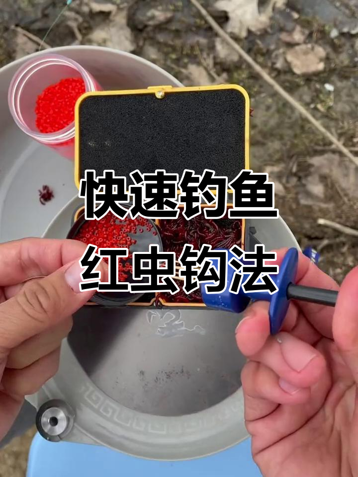 秋天串钩红虫钓鱼技巧(串钩挂红虫什么钩合适)