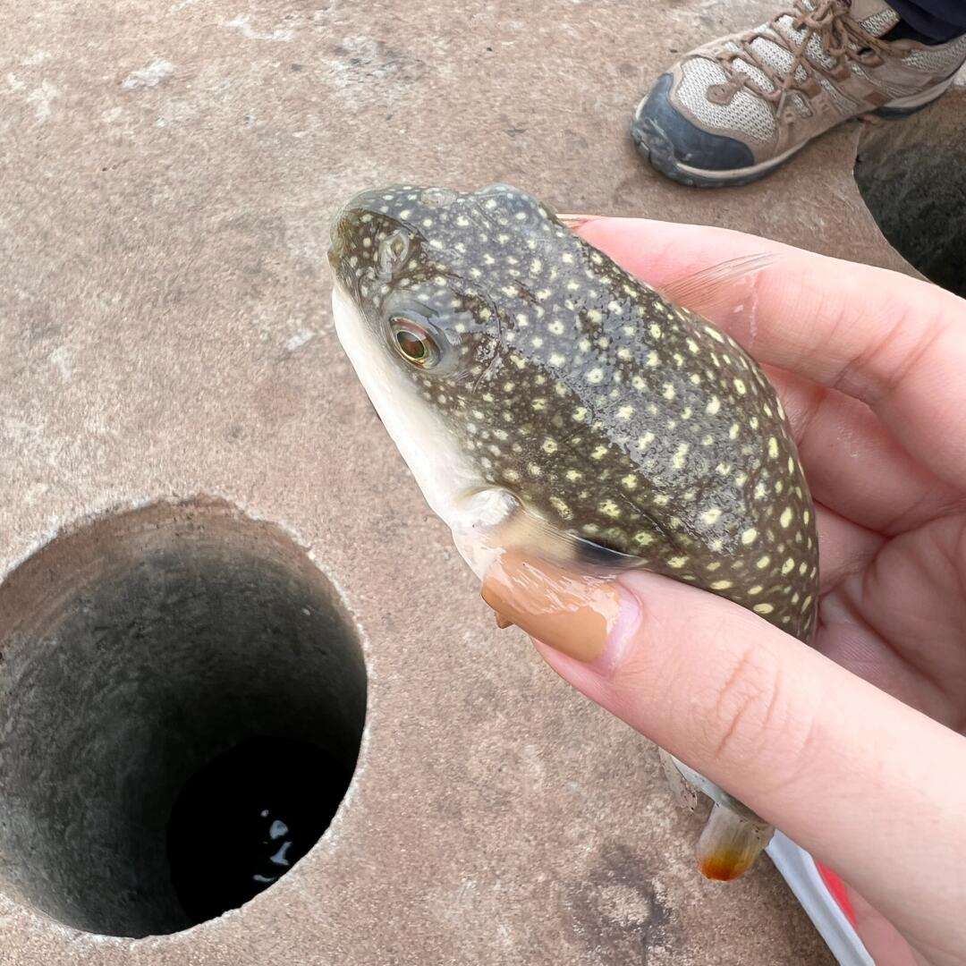 海钓河豚切线(海钓 河豚)
