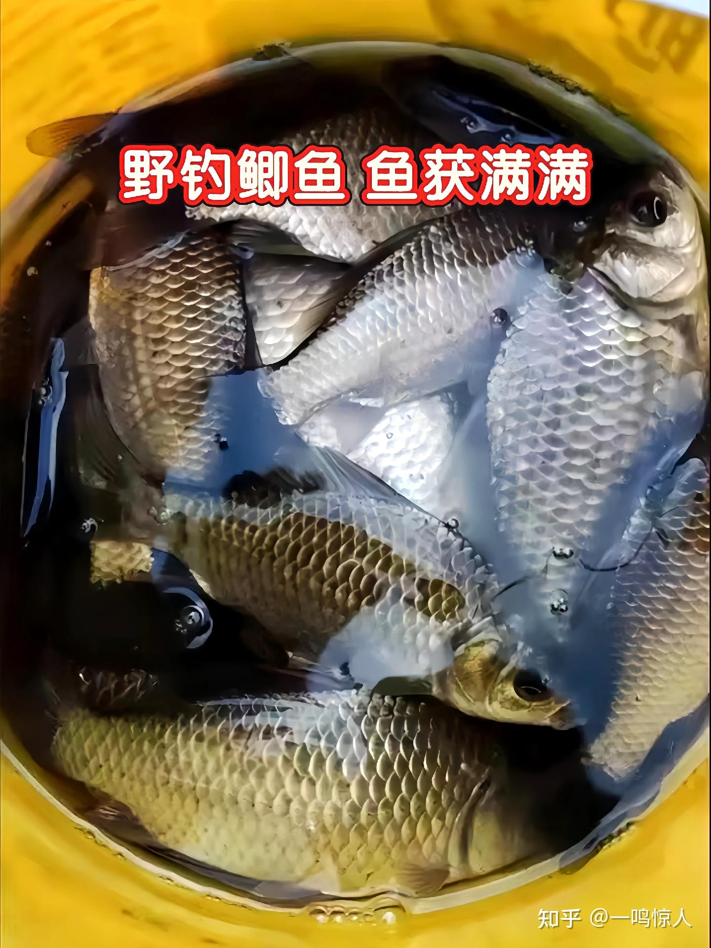 黑坑大棚鲫鱼打窝技巧(黑坑大棚鲤鱼钓法)