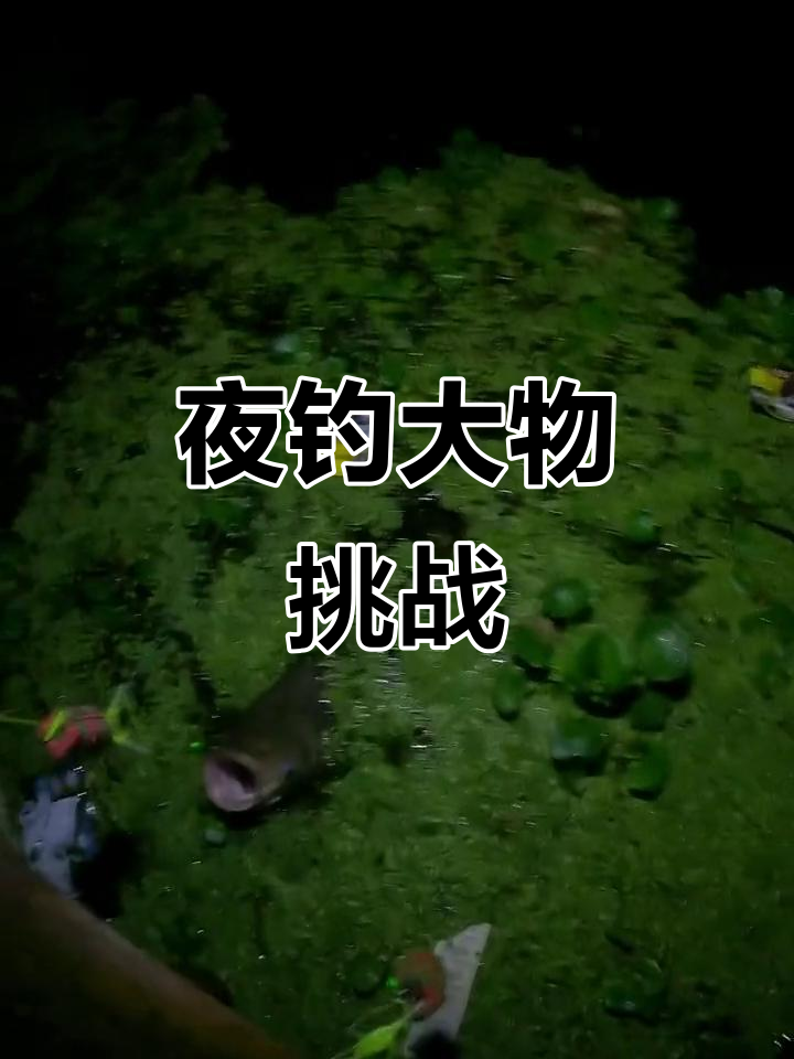 夜钩鲢鱼技巧视频(夜钓鲢庸怎么钓)