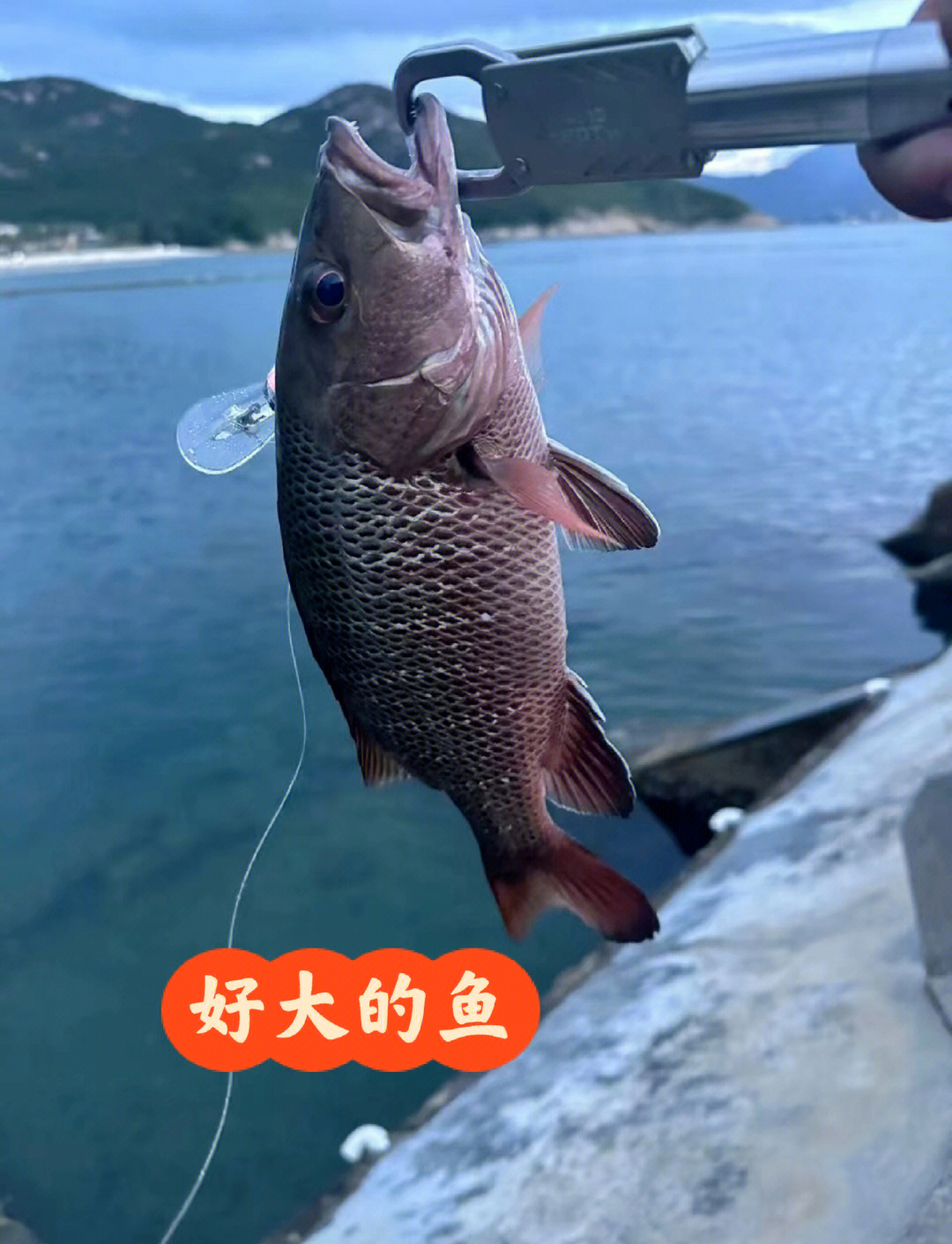 春季海钓什么鱼(春季海钓用什么饵最好)