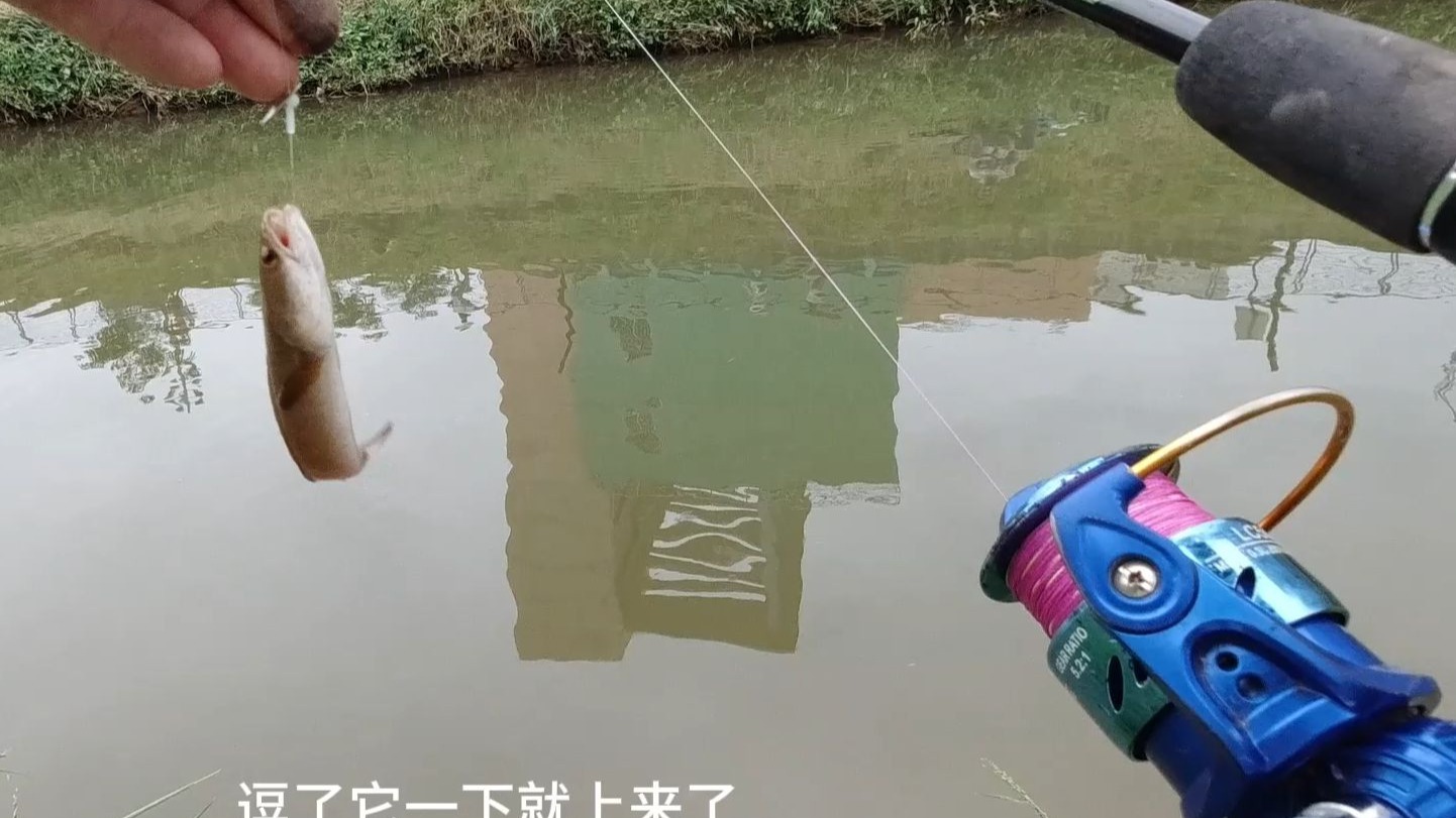 路亚雷龙杆(路亚强雷杆那款品牌好)