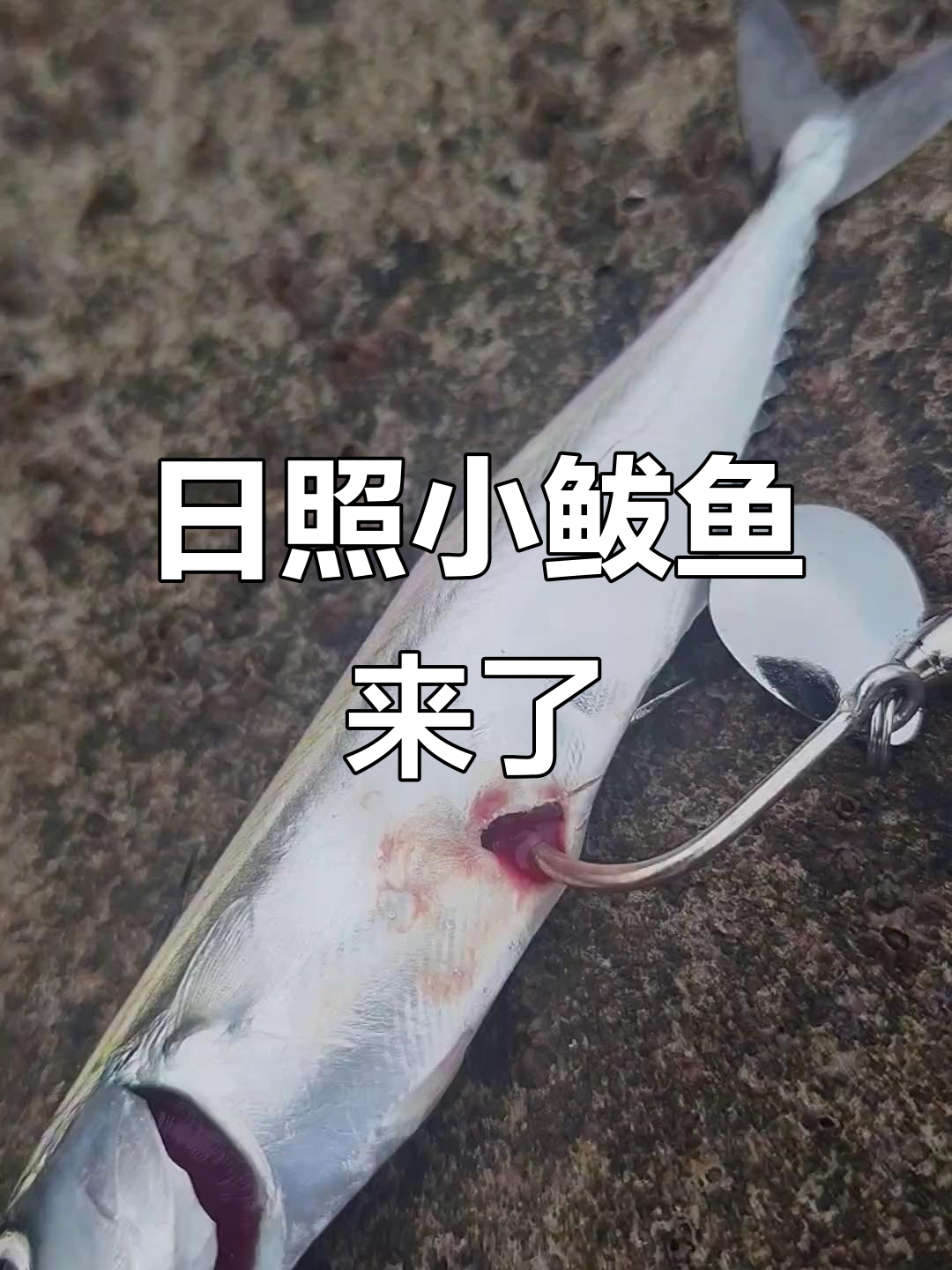 日照哪里可以玩路亚(日照哪里可以玩路亚钓鱼)