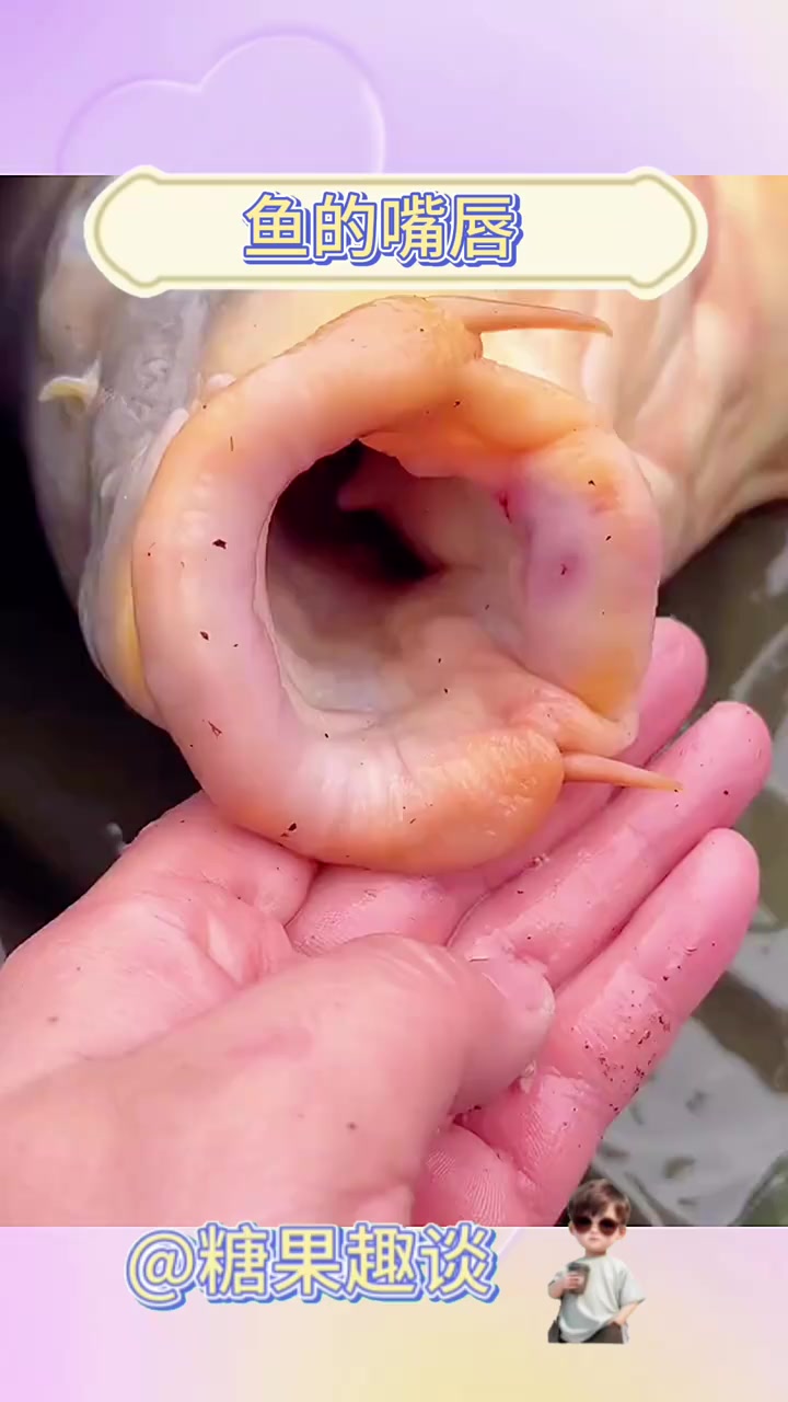 大嘴鱼饵料(大嘴鱼的制作方法)