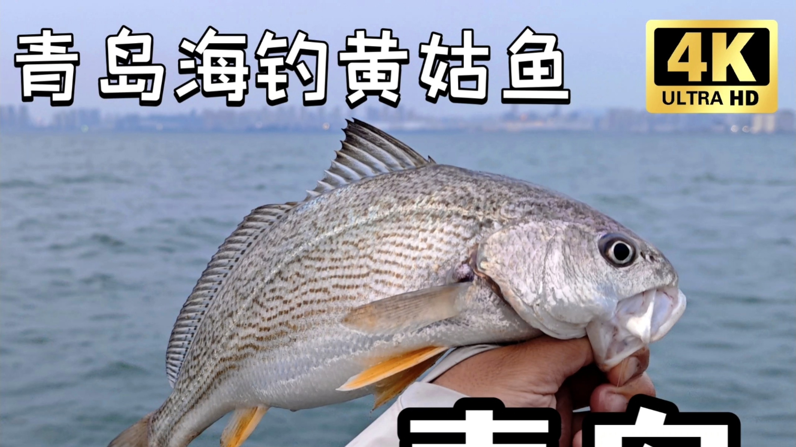 海钓黄姑鱼的钓组(黄姑鱼怎么钓)