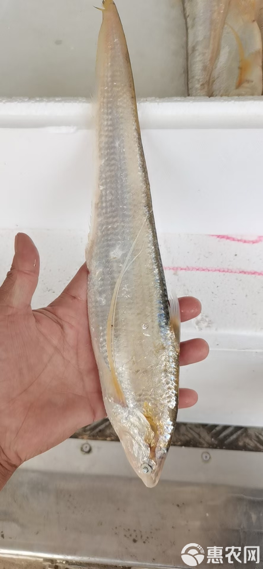 海钓刀鱼样子(刀鱼钓法)