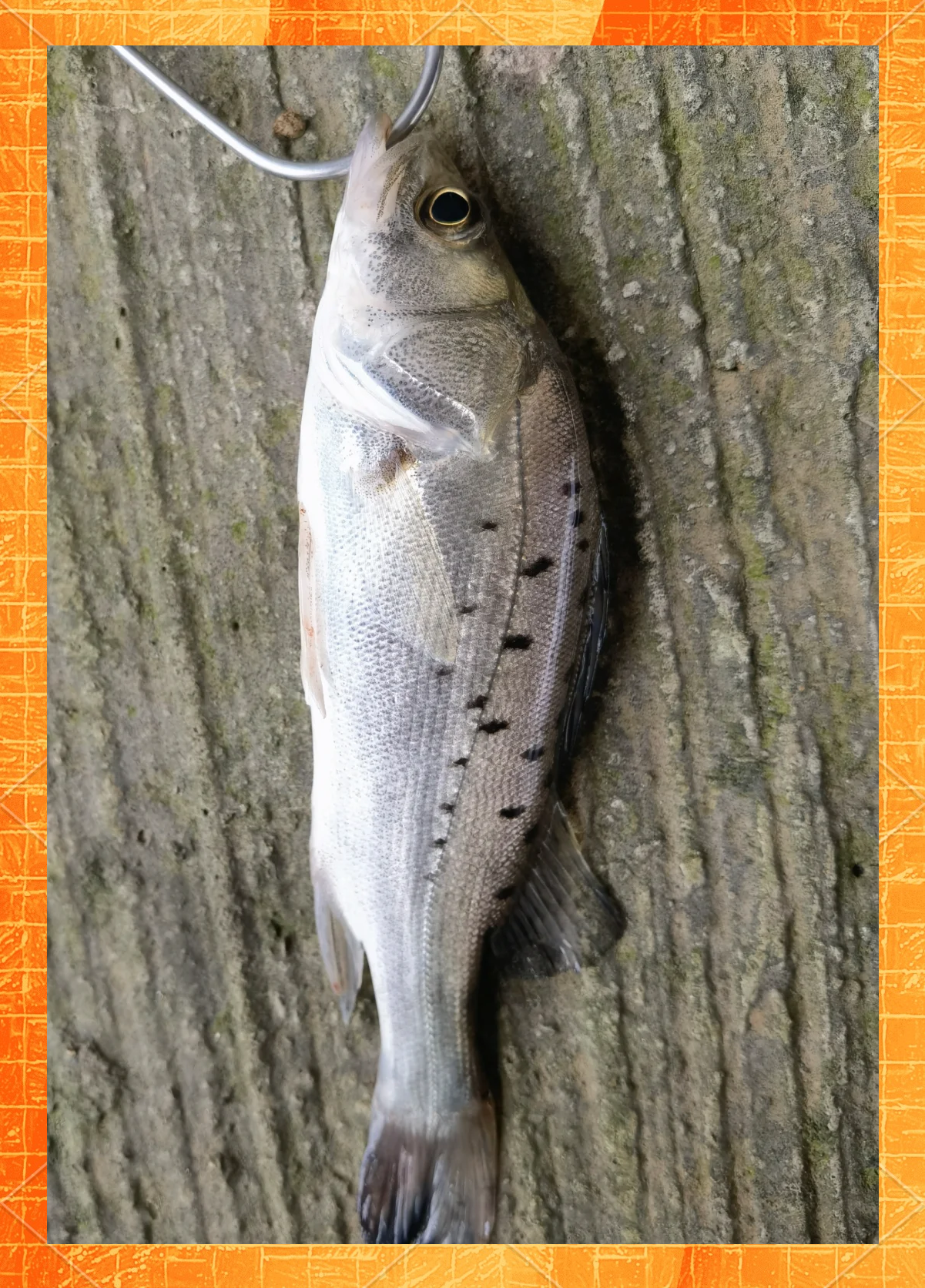 青岛海钓地点鲈鱼(青岛海钓地点鲈鱼的地方)