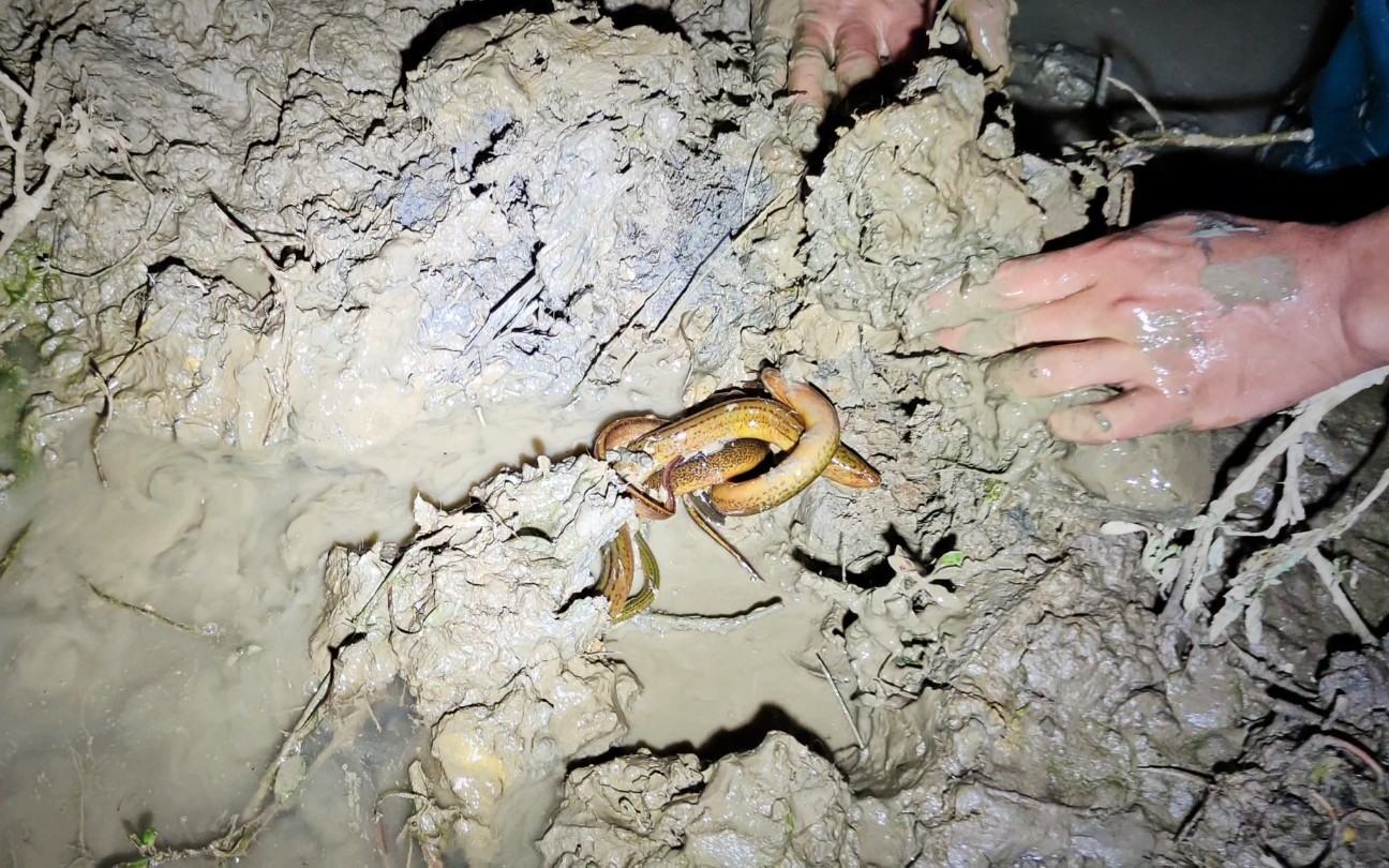 石头区找黄鳝洞的技巧(石头缝里的黄鳝)