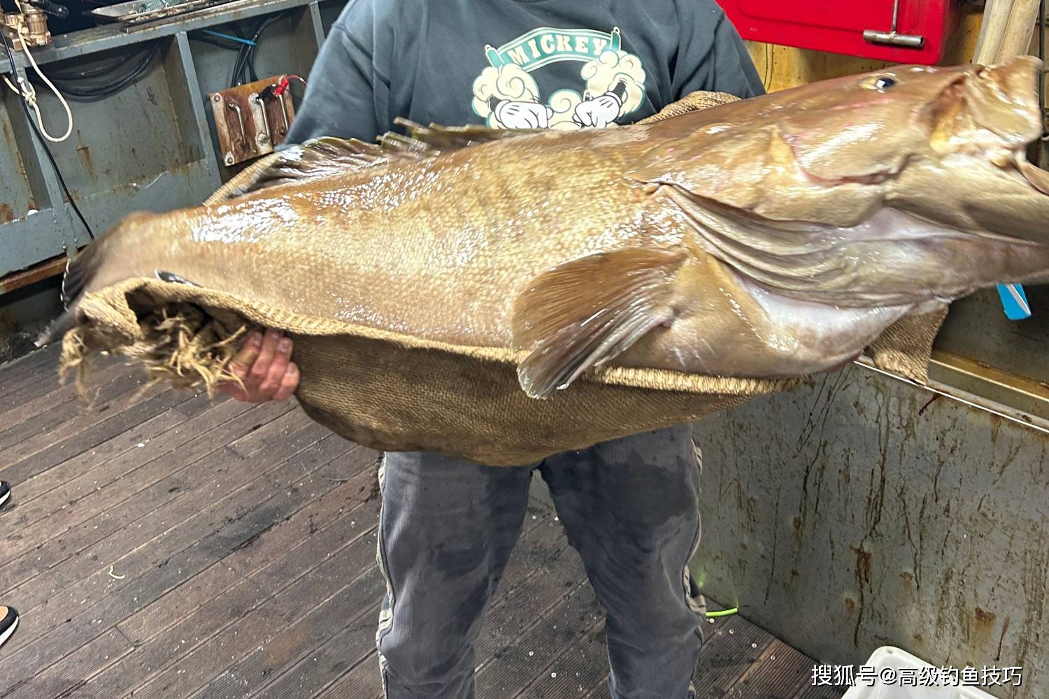 海钓哪有大鱼(海钓哪里比较好)