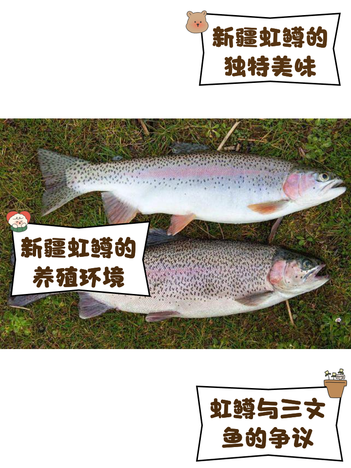 路亚虹鳟鱼技巧(路亚虹鳟的手法)