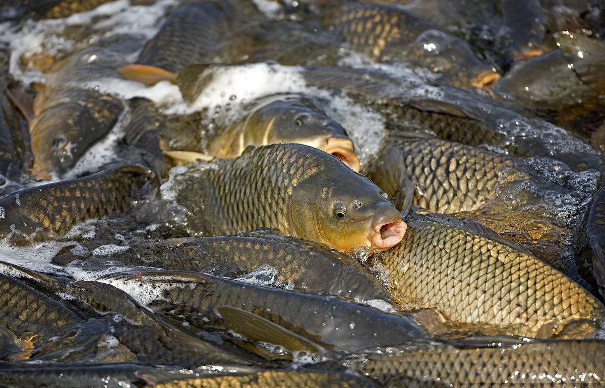 黑坑春钓鲤鱼技巧(黑坑春天钓鲤鱼的技巧)