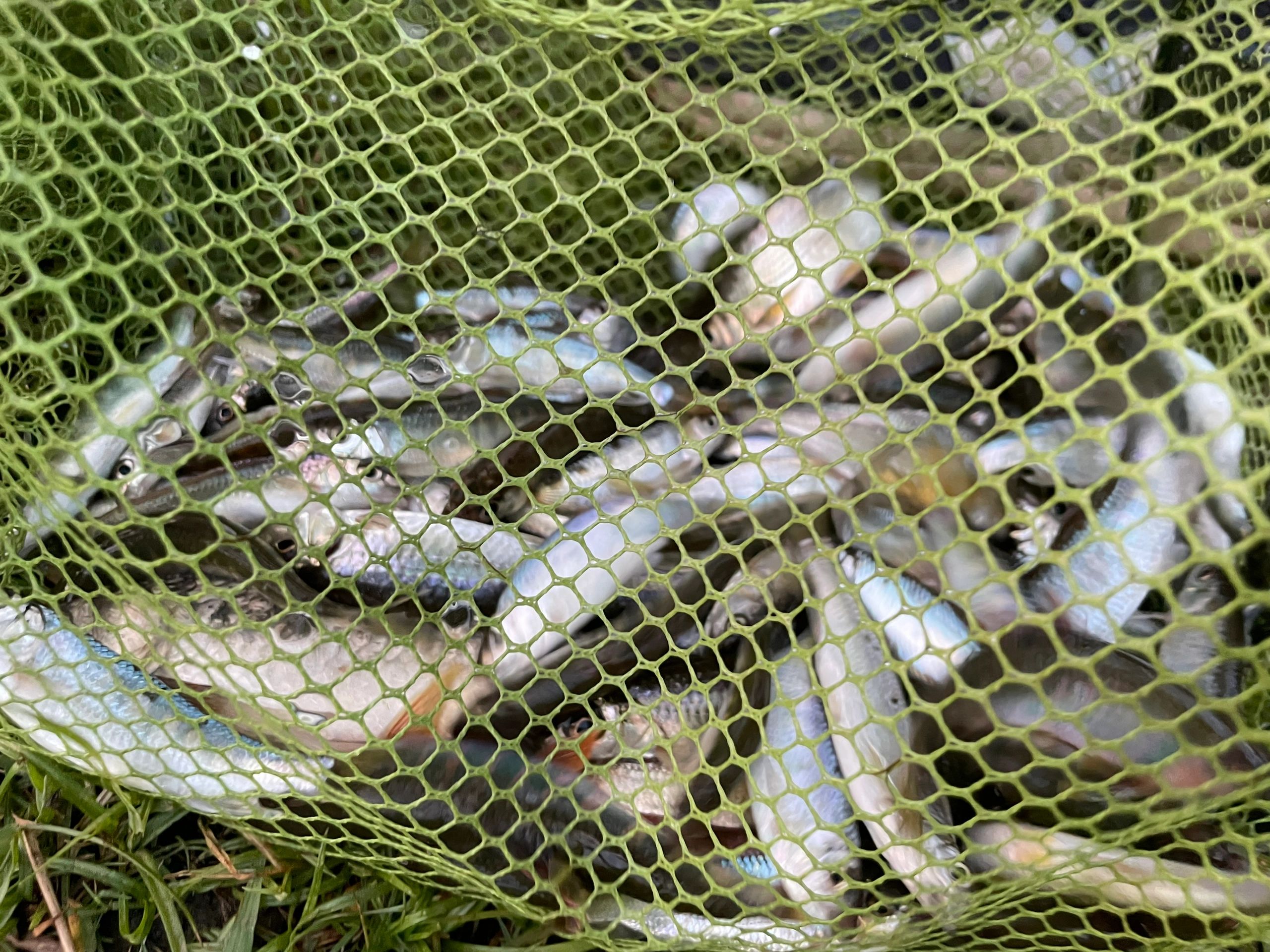 饵料漂讯(钓鱼饵料调漂)