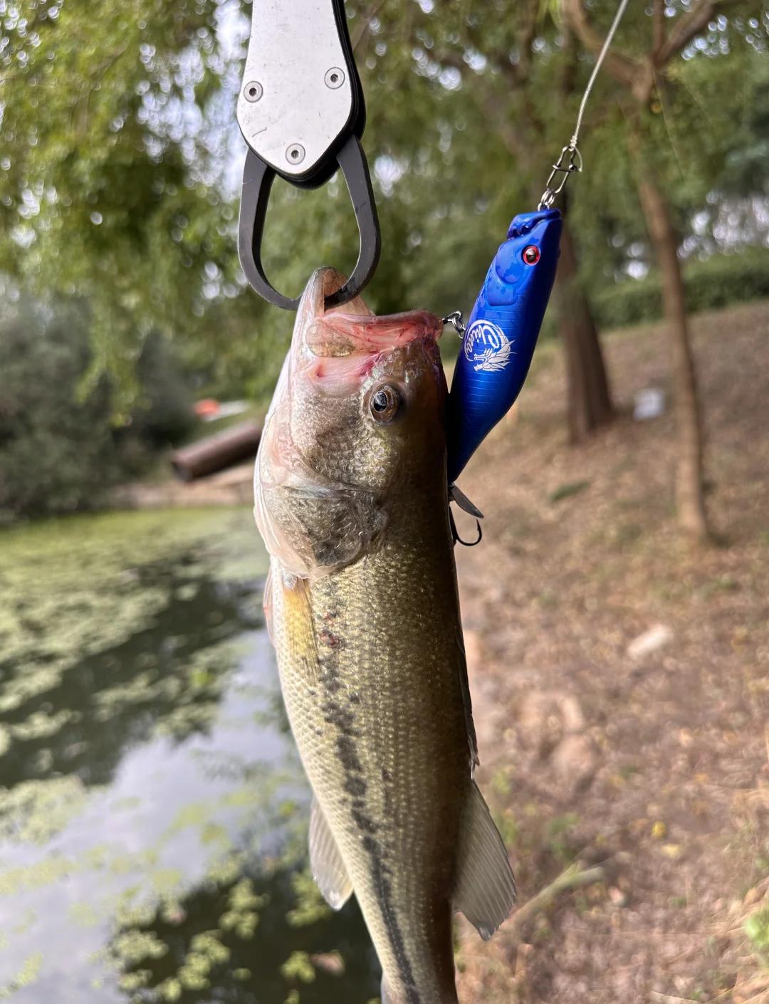 船钓扁扁的技巧(船钓钓技巧教学视频)