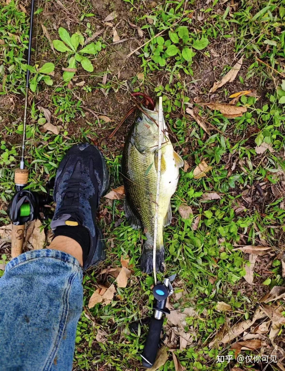 黑坑钓位的选择技巧(黑坑钓位的选择技巧和方法)