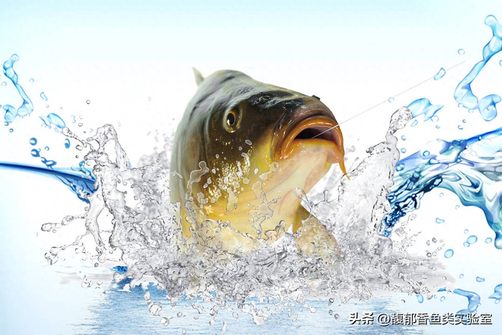 黑坑钓鲤鱼摘钩技巧(黑坑钓鲤鱼摘钩技巧视频)