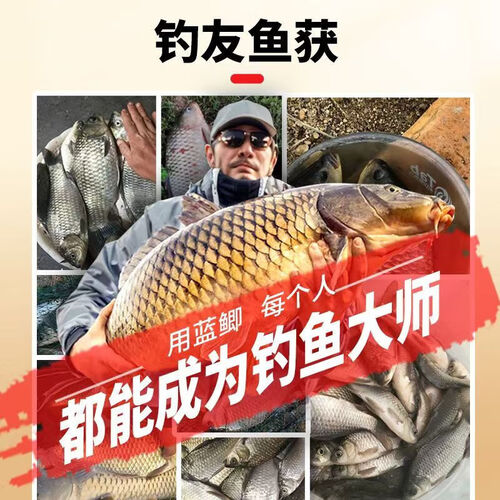 如何钓罗曼用什么饵料(垂钓罗曼鱼)