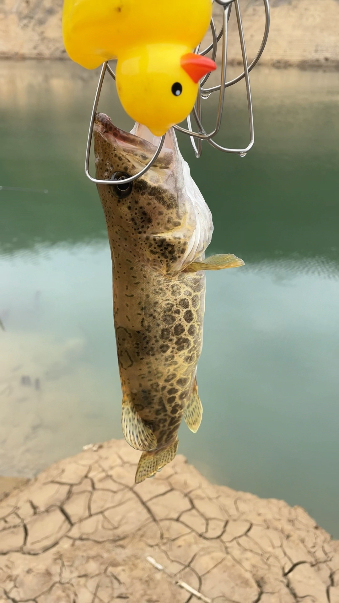 冬季鱼塘路亚(冬季路亚是不是钓不到鱼)