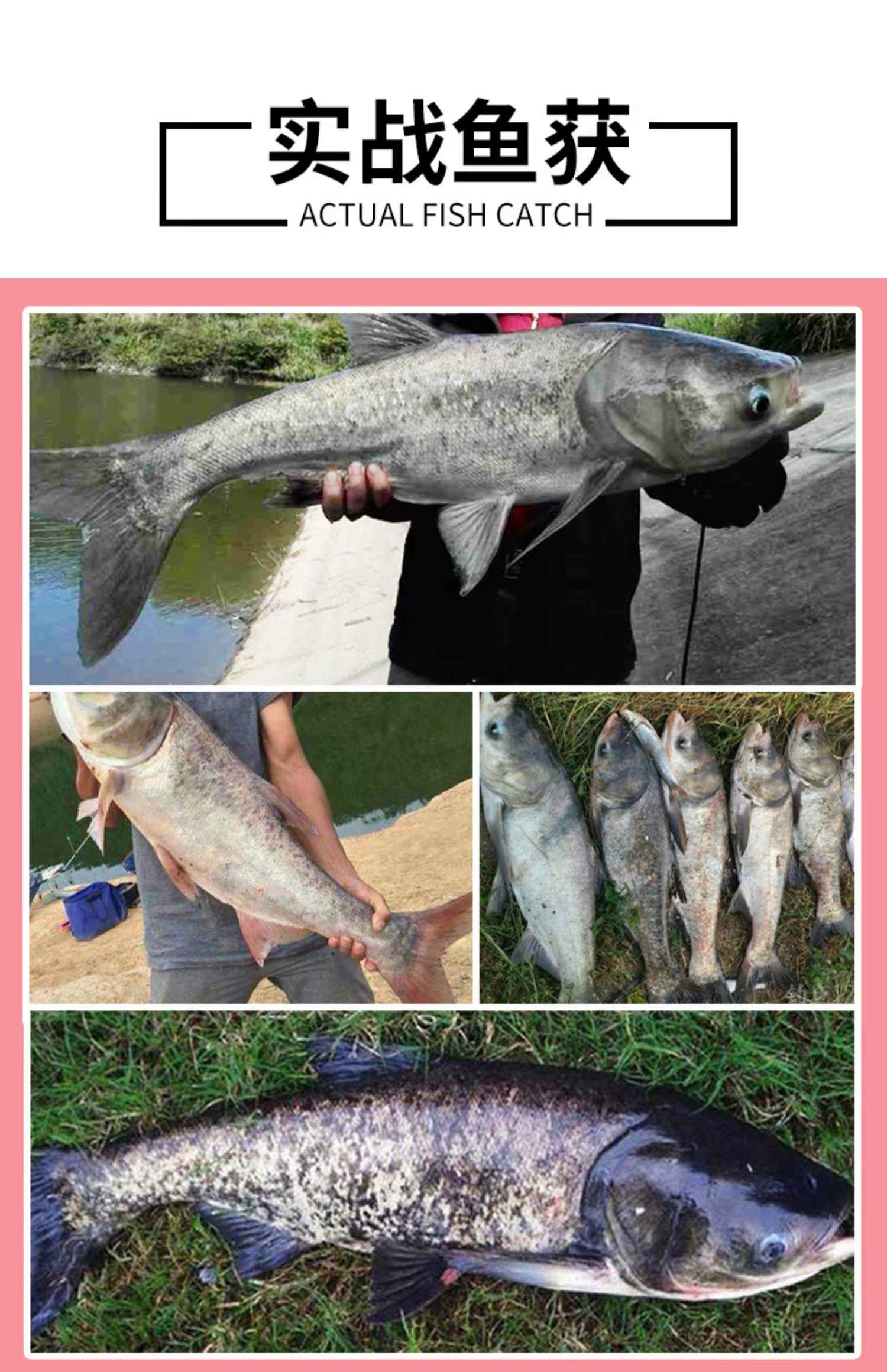 自制饵料花白鲢(自制花白鲢饵料配方视频)