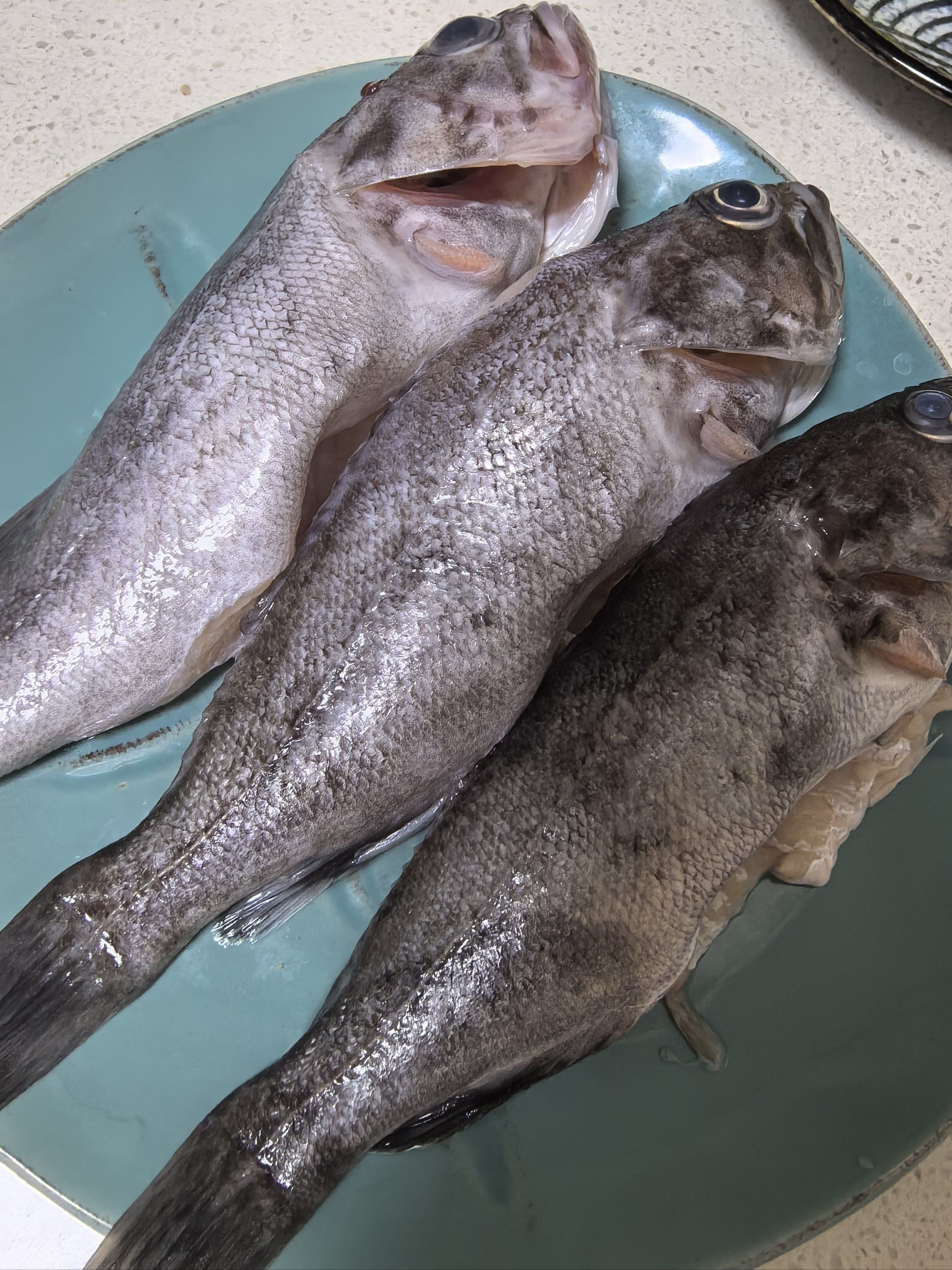 海钓能钓到什么海鱼(海钓能钓到什么海鱼图片)