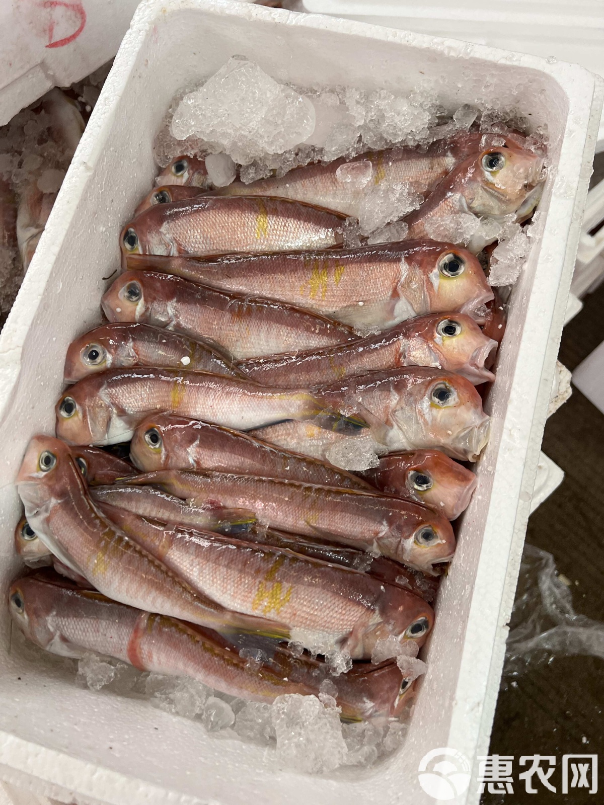 海钓能钓到什么海鱼(海钓能钓到什么海鱼图片)