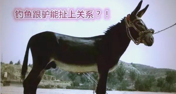 偷驴技巧鲤鱼(偷驴应该怎么钓)