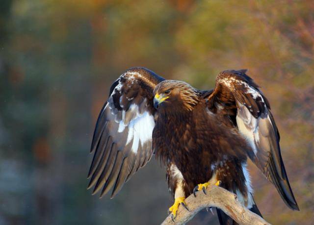 黑雕技巧(黑雕多少钱)