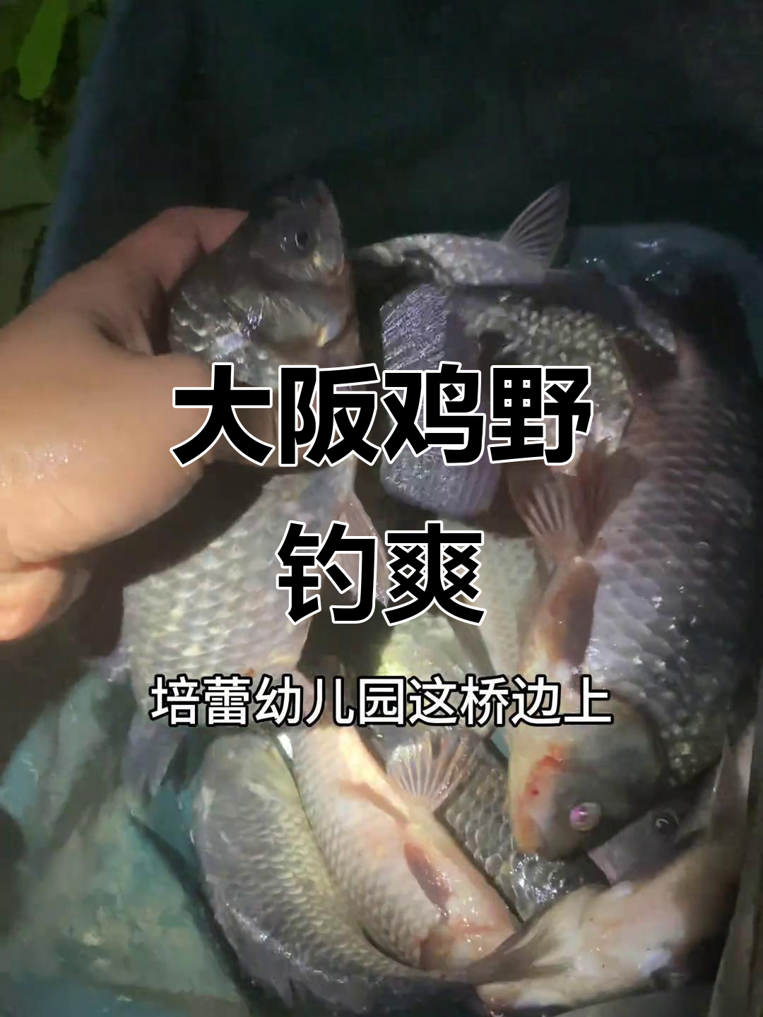 钓臭肚技巧(钓臭肚的季节) 钓臭肚技巧(钓臭肚的季节)