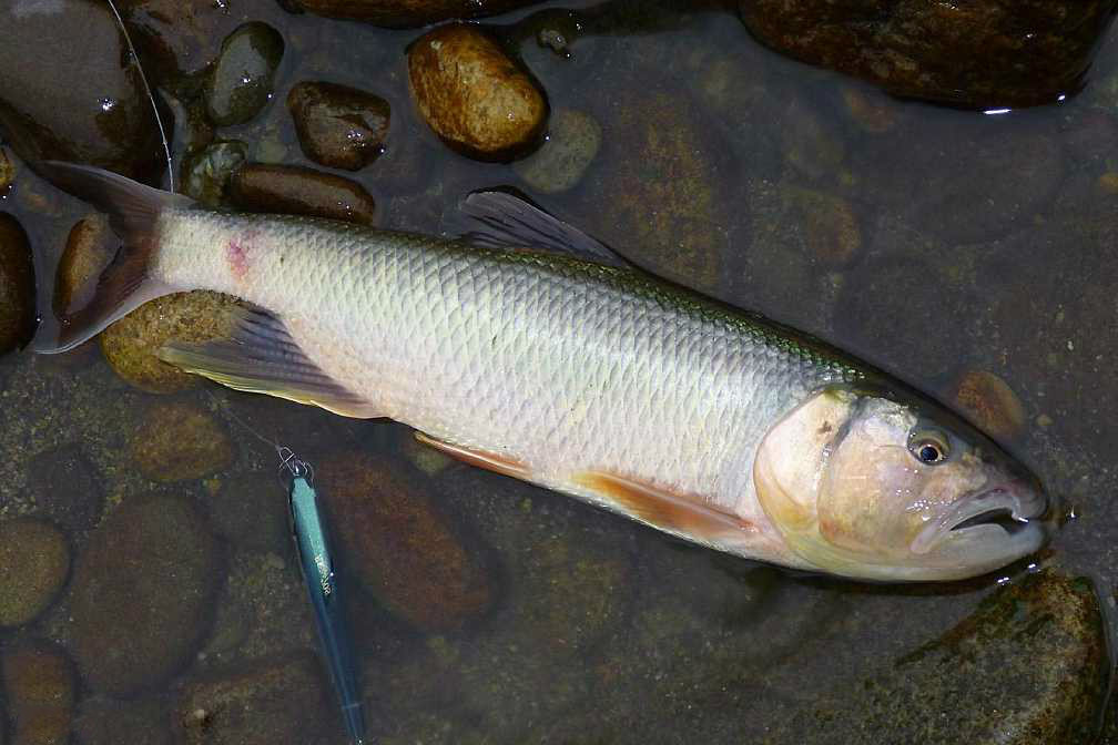 宜兴路亚马口(马湖路亚)