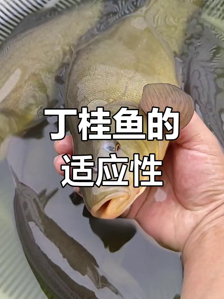 丁桂鱼怎么饵料配方(丁桂鱼用什么饵料和窝子)