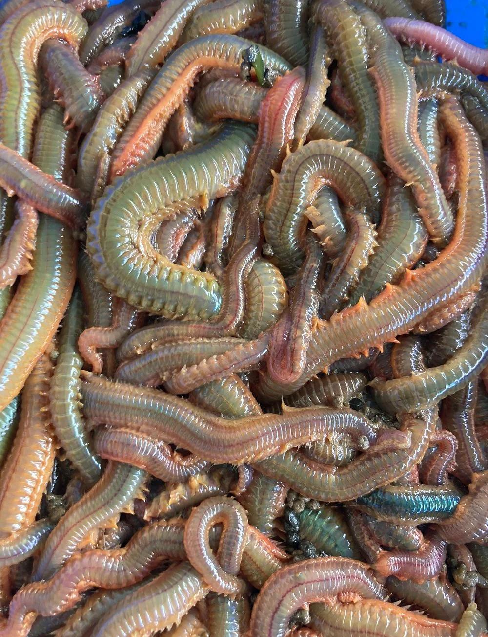 泥鳅喜欢的饵料(泥鳅爱吃什么饲料)