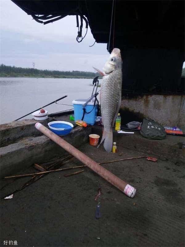 水库串钩钓大鲫鱼技巧(水库串钩怎么钓草鱼)