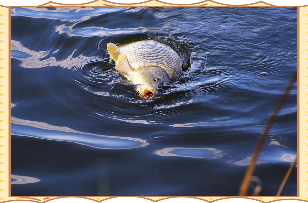 春季锚鱼技巧及图片(春季锚鱼选什么位置)