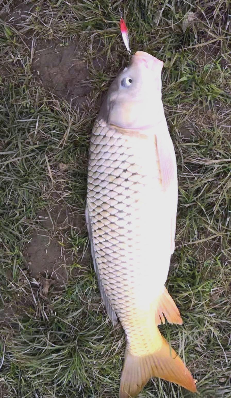 春季锚鱼技巧及图片(春季锚鱼选什么位置)