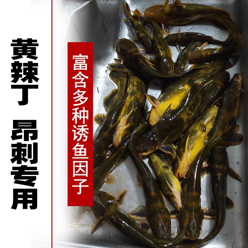 钓昂公饵料(钓昂公用什么料打窝)