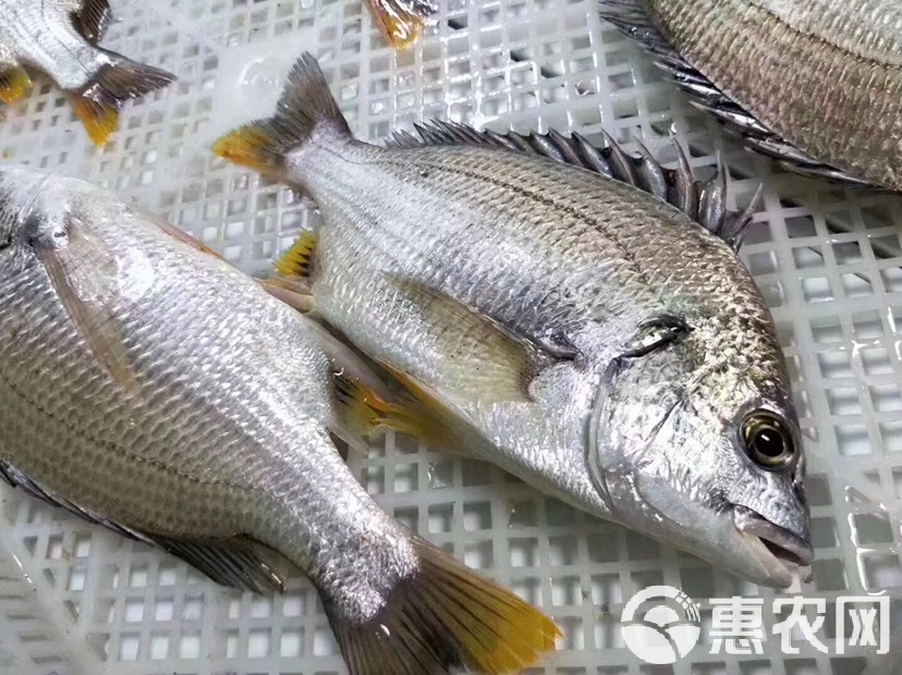 海钓黄鳍鲷绝活(海钓黄鳍鲷的最佳钓法) 海钓黄鳍鲷绝活(海钓黄鳍鲷的最佳钓法)