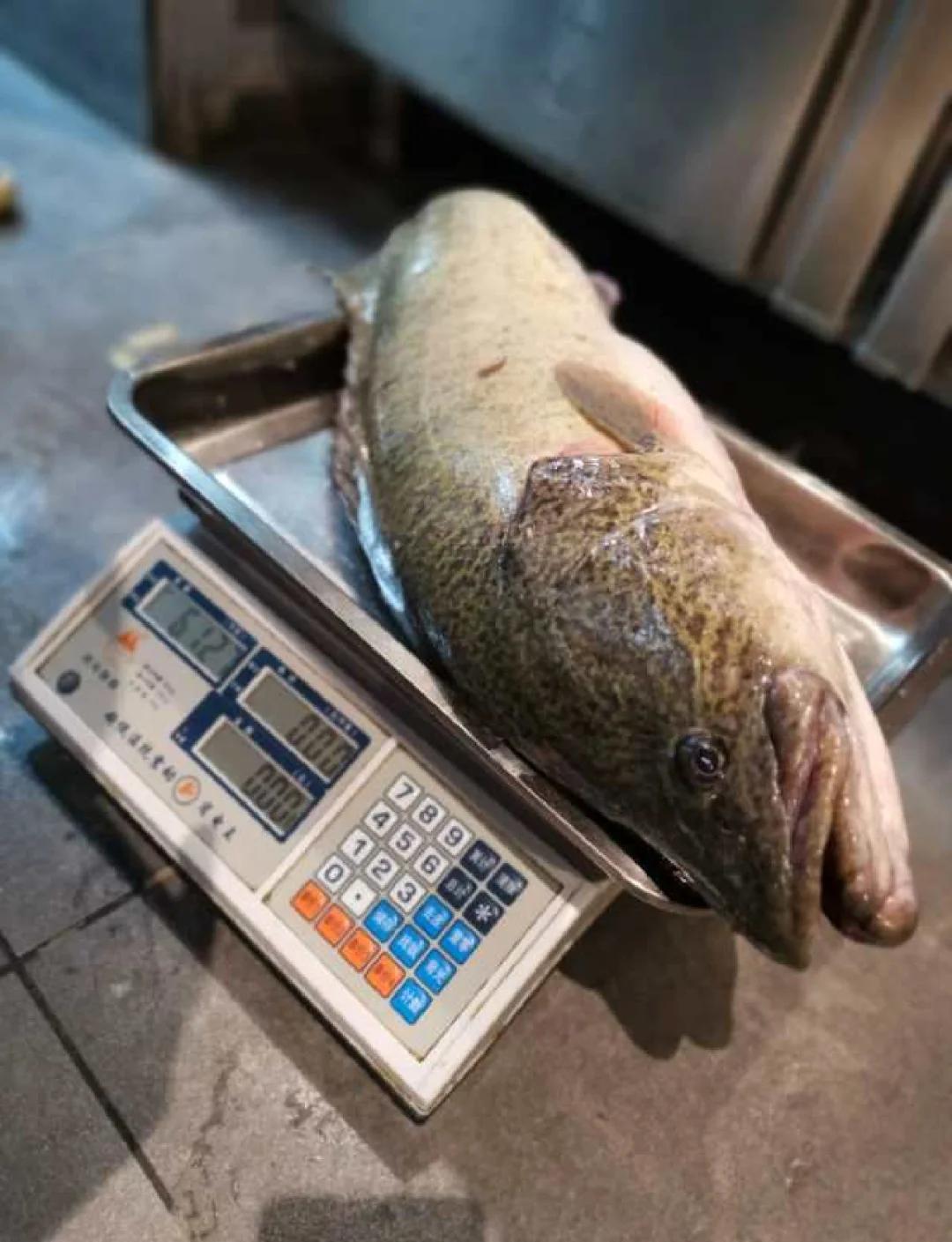 海钓花鲈(花鲈怎么钓)