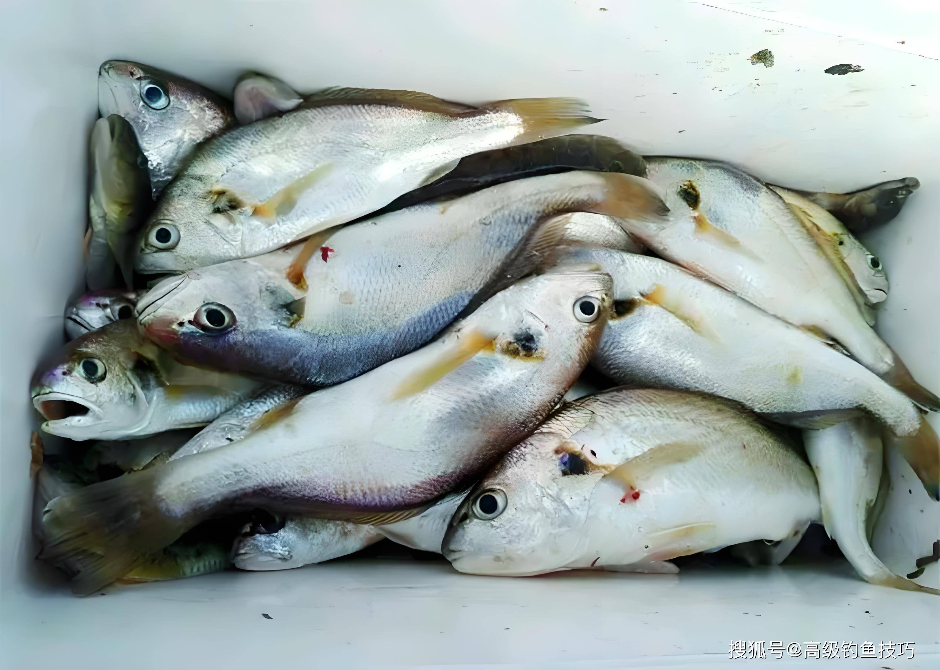 海钓秋天没口(冬天海钓没口)