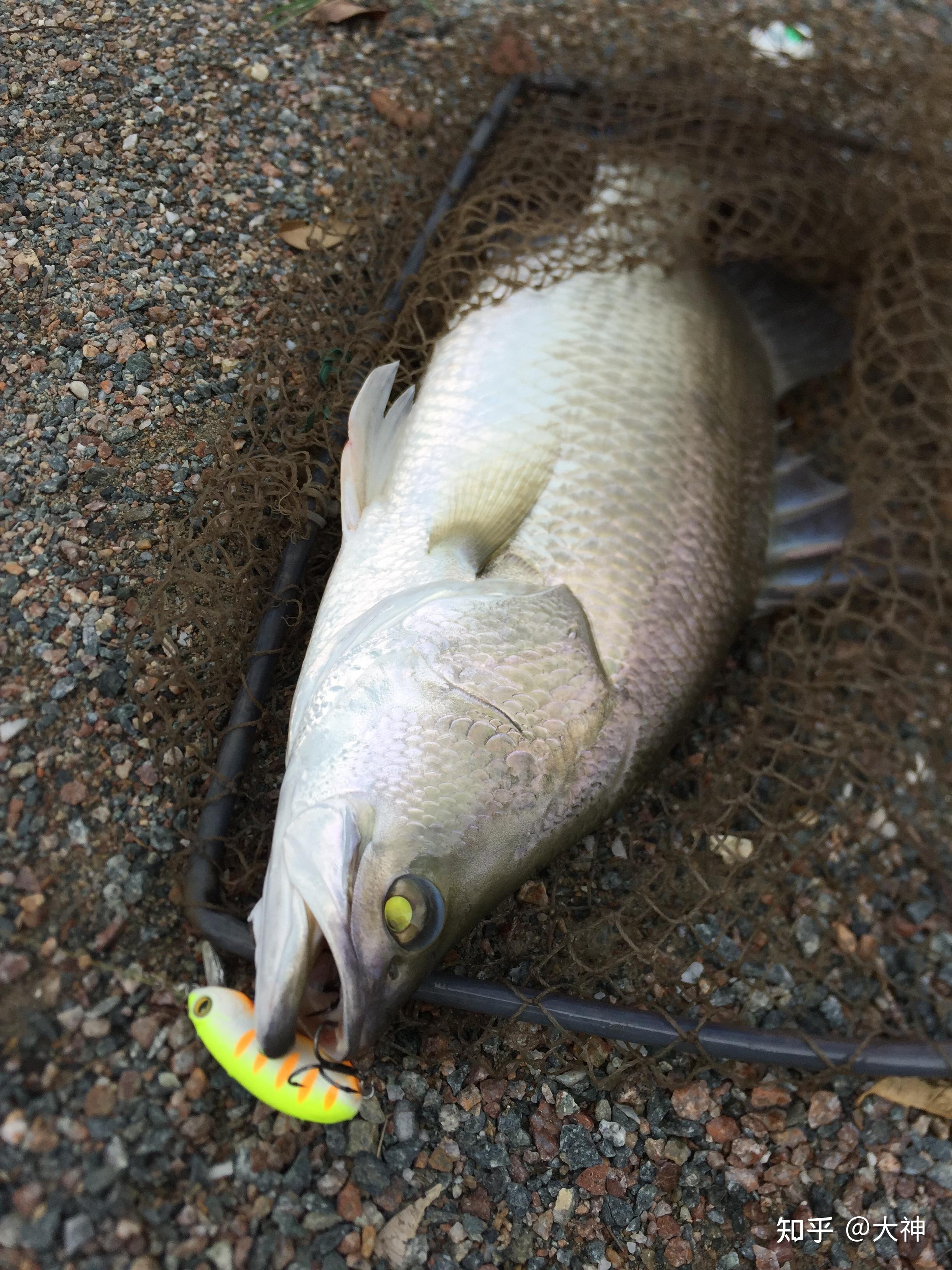 国内路亚地(国内路亚基地)