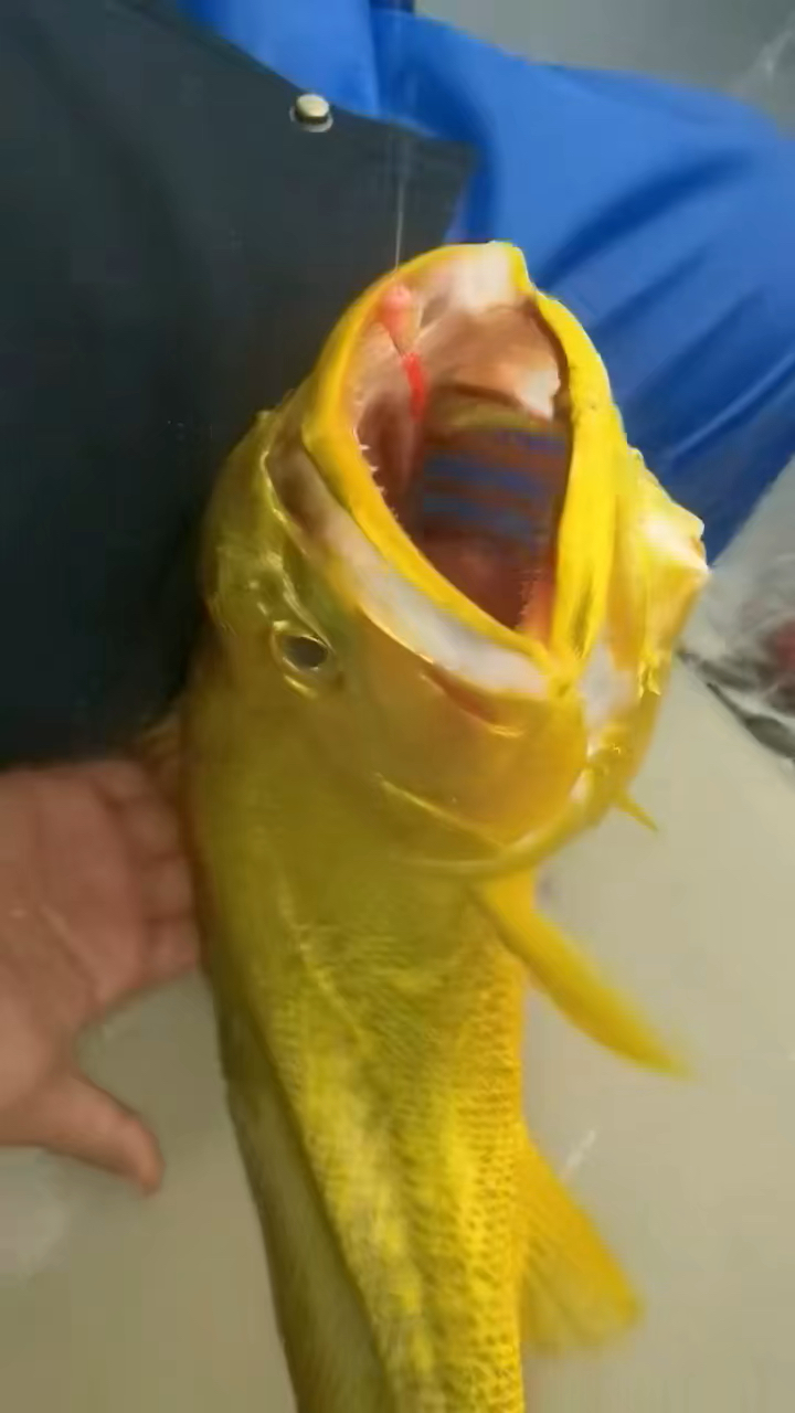 海钓黄鱼视频(海钓黄鱼的方法钓组)