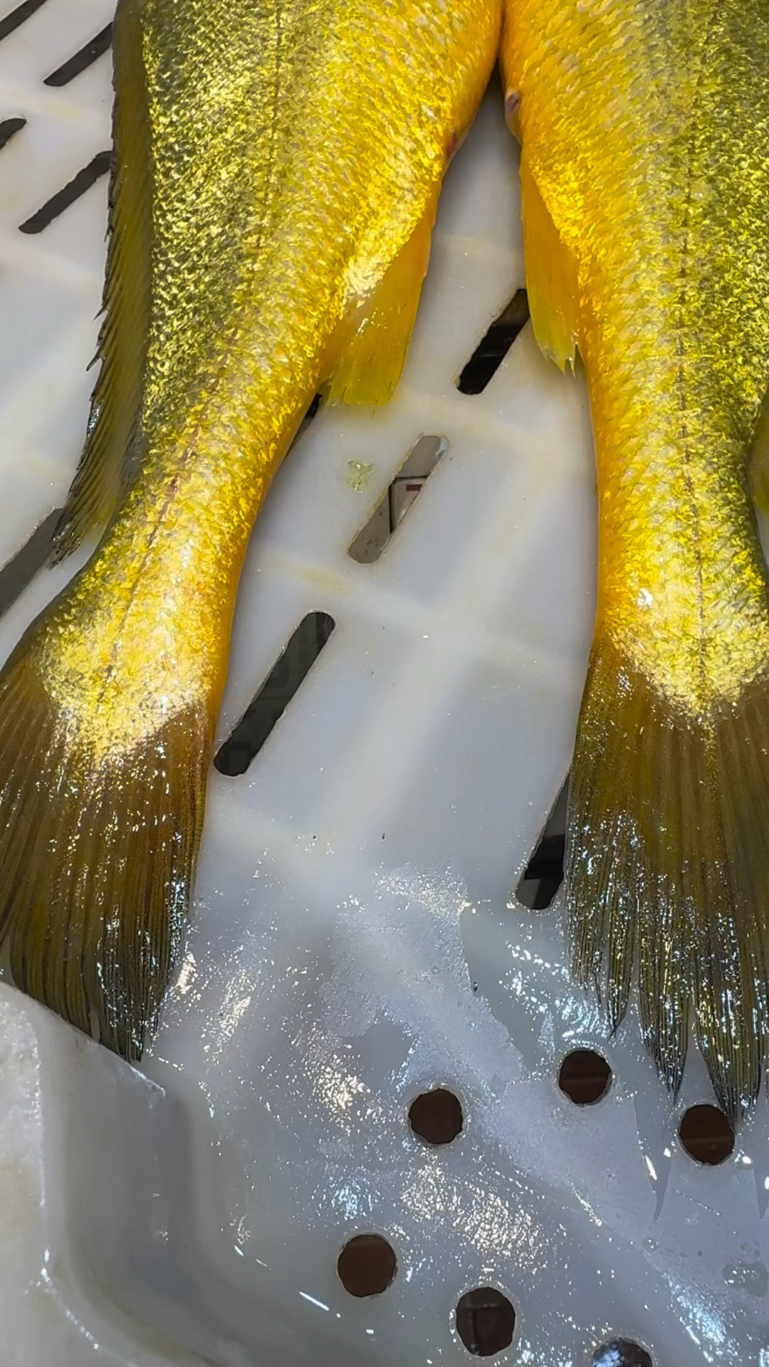 海钓黄鱼视频(海钓黄鱼的方法钓组)