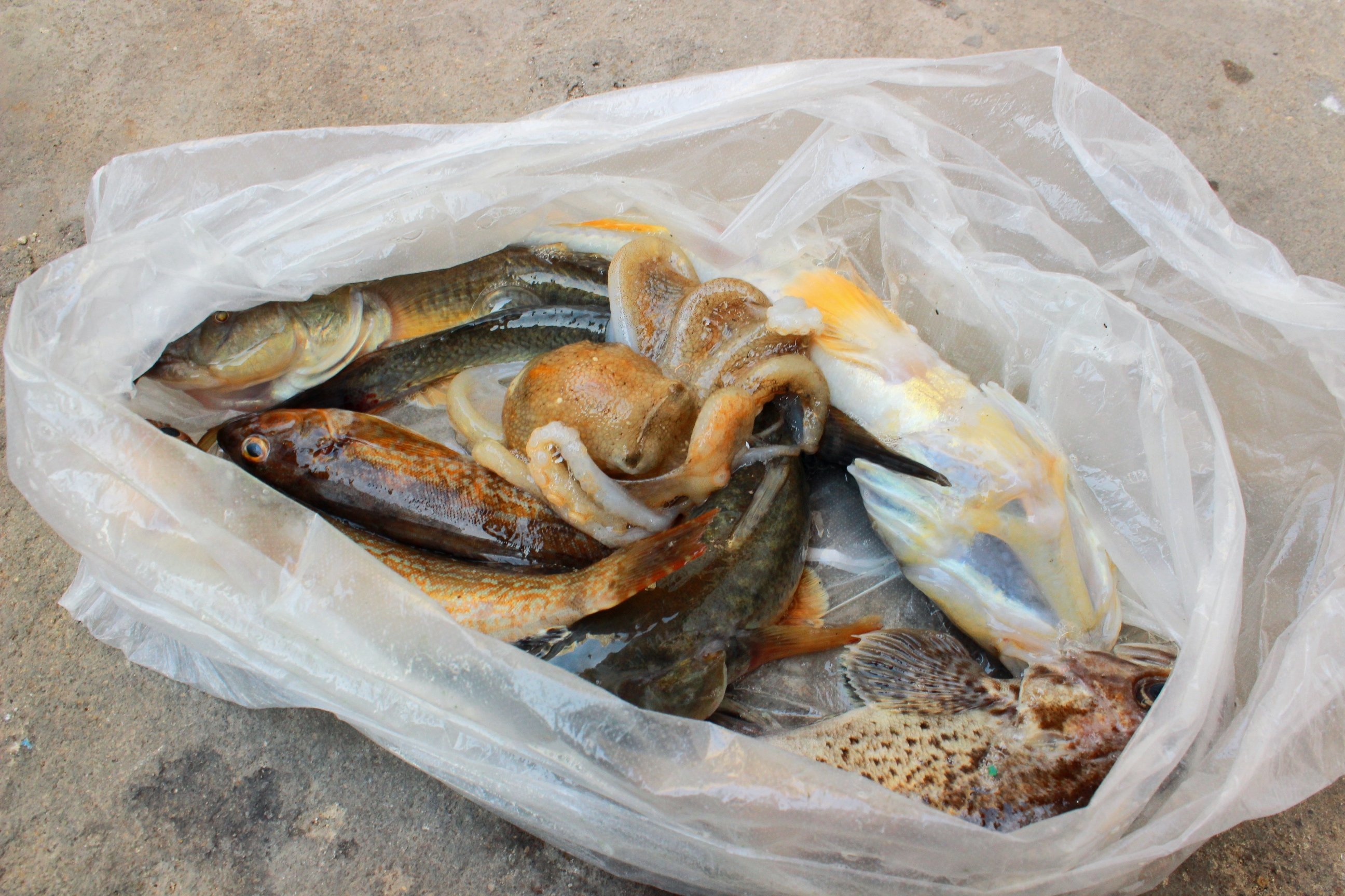 青岛海钓野钓(青岛哪里海钓钓鱼的好地方)