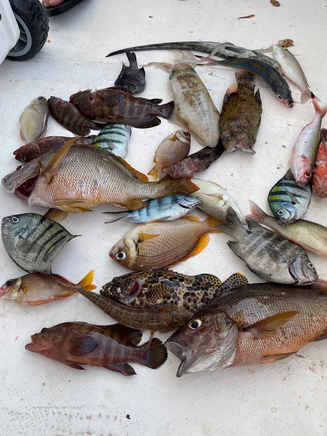 三亚海钓鱼品种(三亚钓鱼攻略)