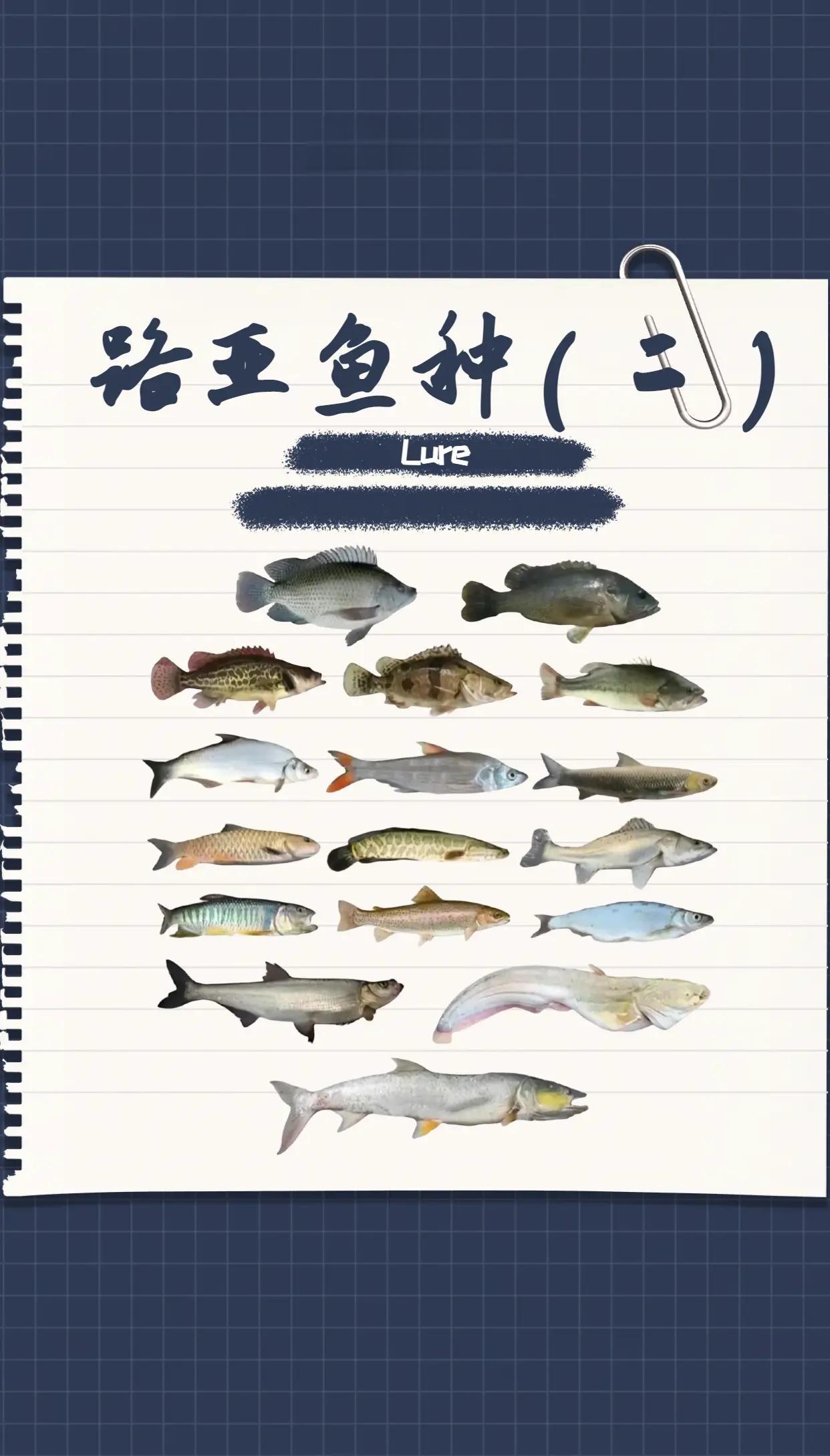 路亚鲤鱼技巧(怎样路亚鲤鱼)