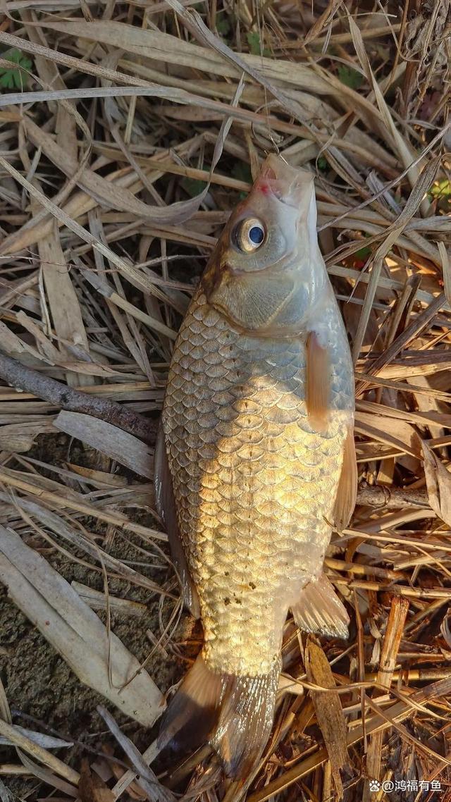 秋末初冬野钓技巧(秋未冬初钓鲫鱼配方)