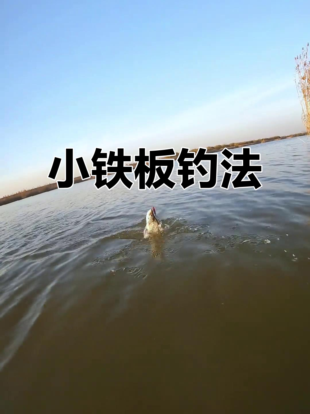 冬天钓跷嘴的技巧(冬天野钓翘嘴)