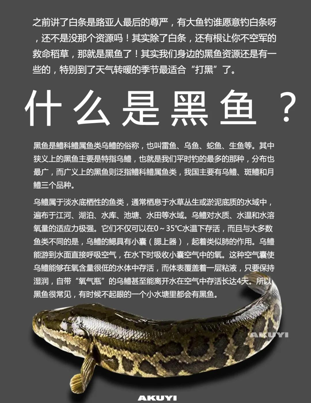 黑坑钓老滑鲤鱼技巧(黑坑钓老滑口鲤鱼技巧)